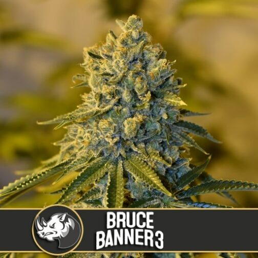 Bruce Banner #3 Blimburn Seeds