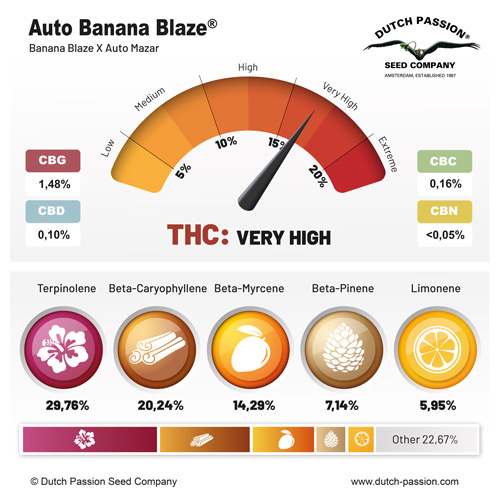 Auto Banana Blaze Terpenes & Cannabinoids Dutch Passion
