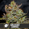 Girl Scout Cookies Blimburn Seeds