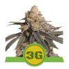 Triple G Automatic Royal Queen Seeds