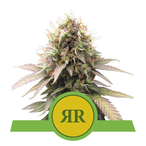 Royal Runtz Automatic Royal Queen Seeds