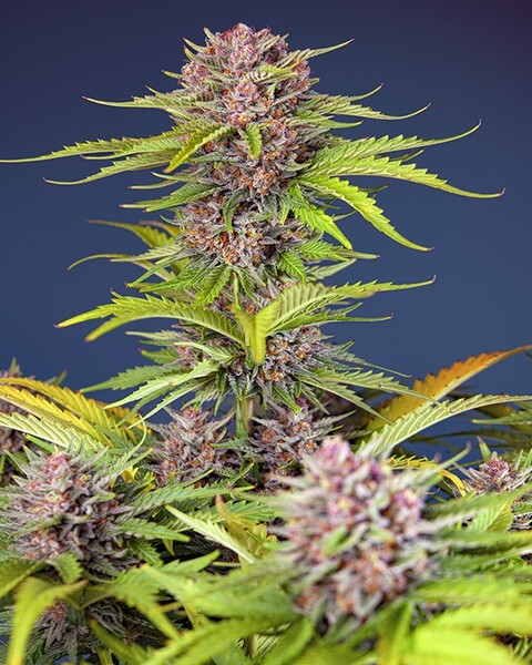 Mimosa Bruce Banner XL Auto® Sweet Seeds