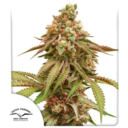 Tropical Tangie® Dutch Passion