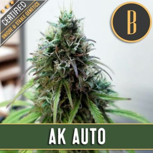AK Auto Blimburn Seeds