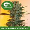 Auto Power Plant kiwi seeds