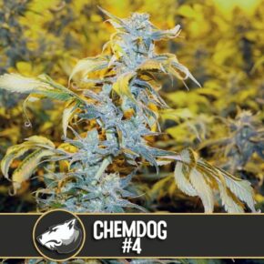 Chemdog #4