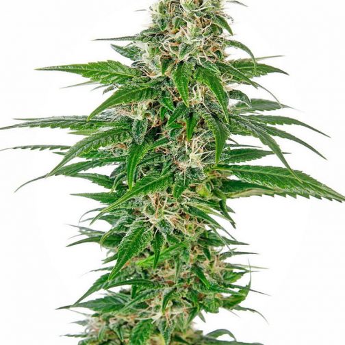 Early Skunk Automatic sensi seeds