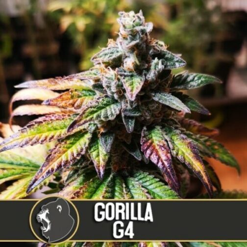 Gorilla Glue #4 blimburn seeds