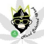 the monkey hand selected weed