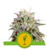 Mimosa Automatic royal queen seeds
