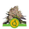 Purple Queen Automatic royal queen seeds