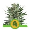 Royal Cheese Automatic royal queen seeds