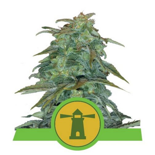 Royal Haze Automatic royal queen seeds