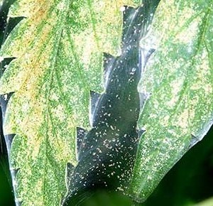 Ακαρεα αραχνης spider mites κοινα παρασιτα κανναβης